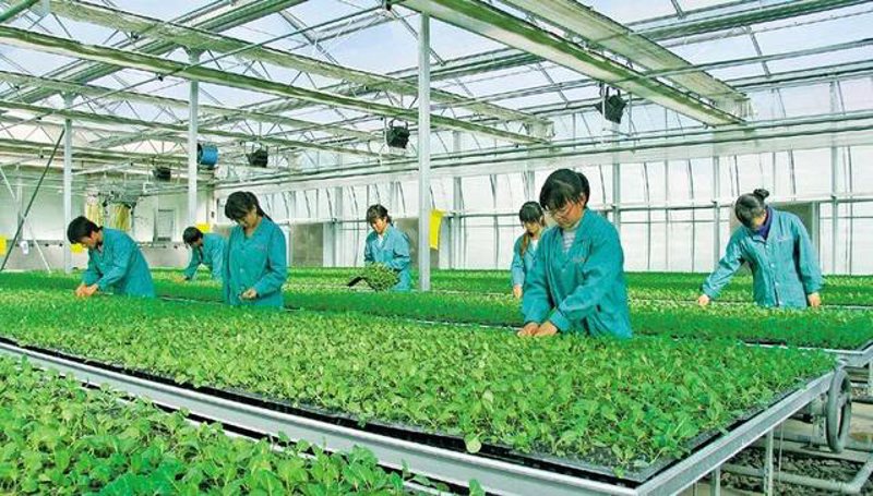 农业产业化:现代农业的新路径