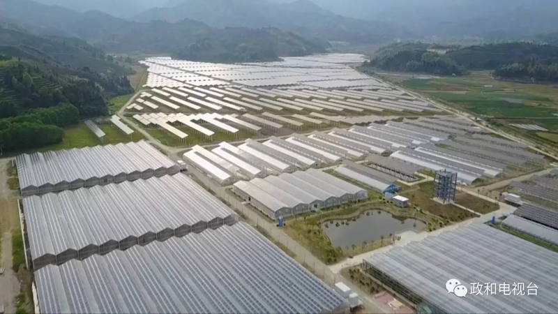 福建现代农业:绿色生态与科技融合的典范